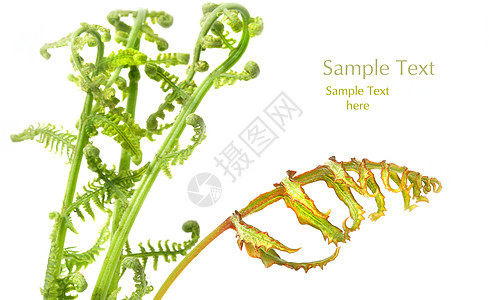 白色的叶子植物学蕨类生物学季节植物群园艺植物生长森林花园图片