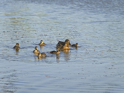 鸭子家庭水禽蹼状小鸭子团体动物游泳后代野生动物父母池塘图片