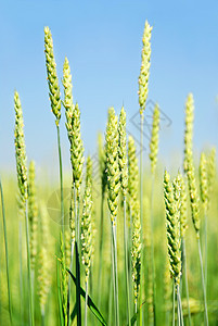 绿谷物绿色食物生长场地植物农田面包生产种子耳朵图片