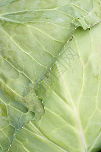 带虫子的卷心菜叶图片