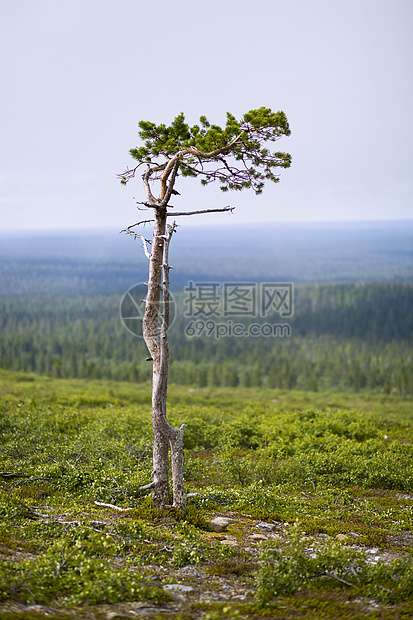 孤独的树远足公园风景苔藓松树领导者先锋国家矮人爬坡图片