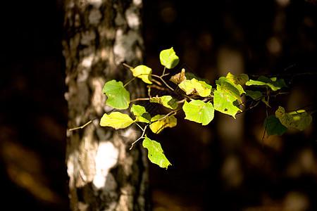 绿黄叶树叶树枝阳光桦木叶子树干晴天图片