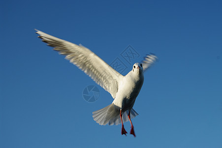 白鸟自由羽毛白鸽优美航班信仰宗教翅膀白色精神图片