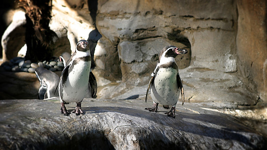 Humboldt 企鹅岩石黑色野生动物家庭荒野动物学眼睛海洋动物动物园图片