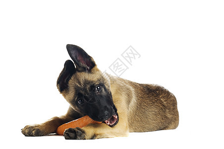 可爱的小狗动物蔬菜白色耳朵犬类牧羊人猎犬哺乳动物工作室饮食图片