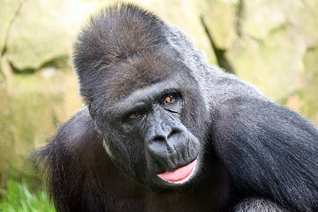 大猩猩猩猩银招物种野生动物动物园人脸威胁哺乳动物人猿动物图片