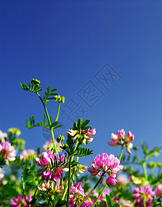 夏季草地国家荒野野花植物斧子生长园艺蓝色框架植物群图片