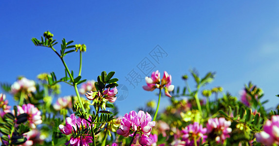 夏季草地蓝色植物太阳边界晴天天空花园斧子场地荒野图片