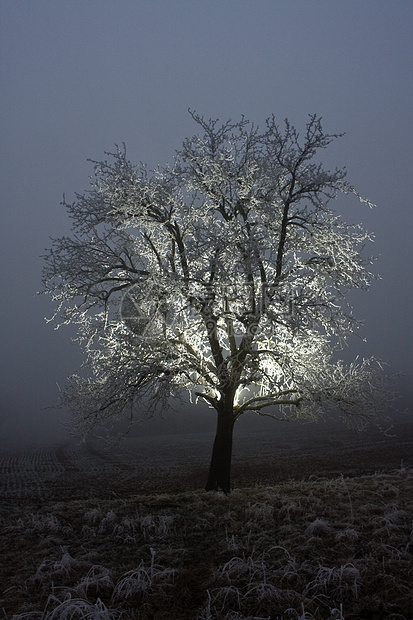 冰霜覆盖的背光树图片