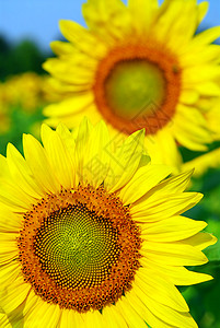 向日向外字段晴天蓝色农村植物场地花瓣太阳农场快乐黄色图片