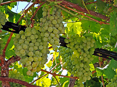 葡萄酒国家营养小吃水果树叶风景白色食物农业收成图片素材