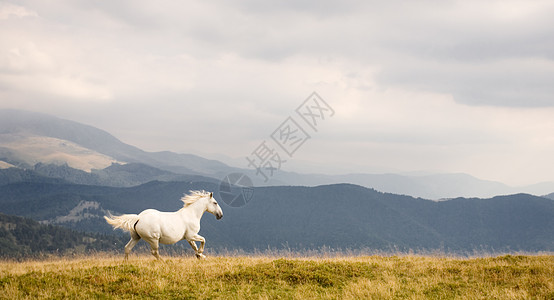 白马速度野马动物蓝色场地山脉荒野马属戏剧性跑步图片