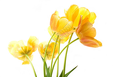 黄色郁金香叶子美丽花瓣宏观花束植物植物群生长礼物花园图片