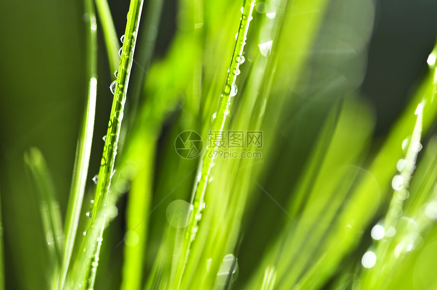 绿草背景露珠水滴生长宏观刀刃阳光照射刀片晴天雨滴阳光图片