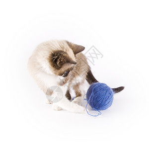 猫类毛皮胡须哺乳动物动物宠物猫科动物白色游戏蓝色朋友图片
