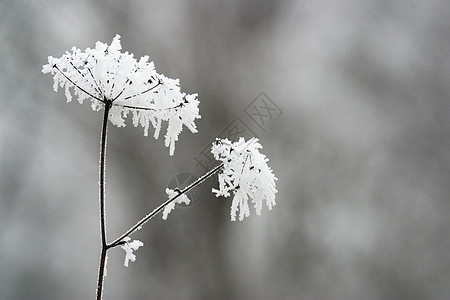 霜季节季节性白色背景图片