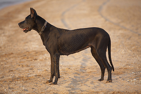 狗大理石猎犬朋友伴侣王国宠物动物海滩衣领黑色图片