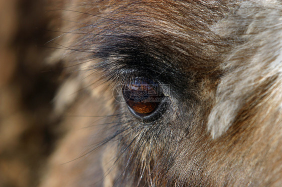 骆驼农村鼻子眼睛棕色嘴唇沙漠反抗图片