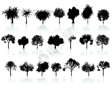 一套详细的树森林热带叶子荒野阴影黑色插图植物木头收藏背景图片