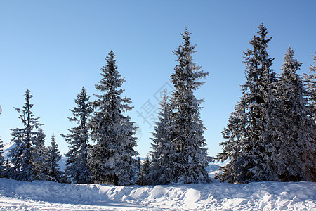 冬季草地蒂罗醇大山时间蓝色单根高清图片