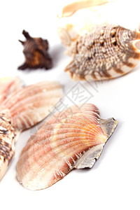 白色背景的贝壳宏观生活棕褐色温泉海洋热带棕色图片