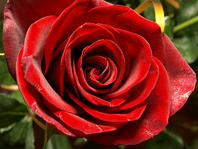 红玫瑰摄影花瓣宏观礼物季节图片