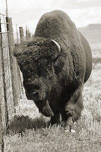 Bison 野牛牛角毛皮水牛公园野生动物动物草原棕色驼峰牧场背景图片