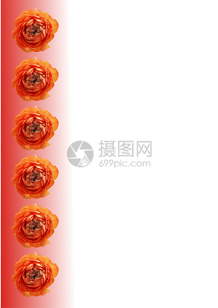白色背景上隔离的垂直橙色花朵横幅图片