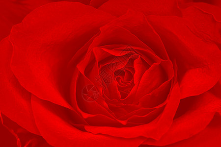 玫瑰红背景美丽玫瑰花瓣宏观粉色白色植物礼物飞沫图片