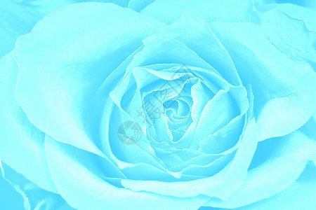 玫瑰蓝背景礼物植物宏观飞沫花瓣美丽白色粉色图片