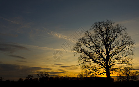 美丽的日落阳光太阳橙子蓝色分支机构天空背景图片