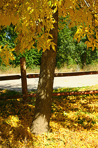 落叶树叶黄色栅栏水曲柳绿色公园树木季节季节性叶子图片