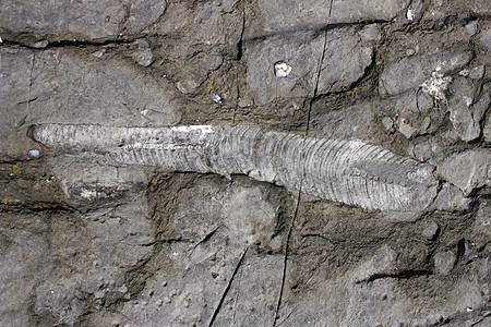 化石地质学家岩石图层科学动物矿化生物学骨头沉积古生物学图片