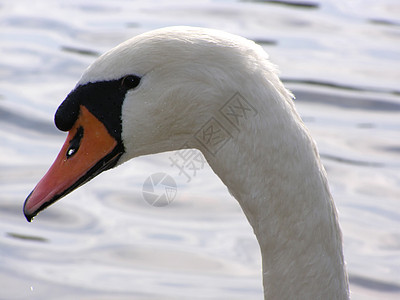 天鹅肖像野生动物羽毛脖子优美白色忠诚账单红色溪流动物群图片