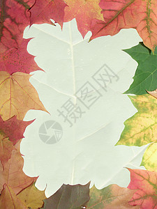 秋秋框架叶子落叶背景图片