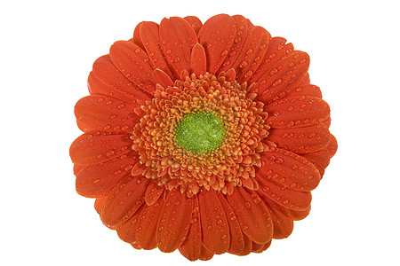 Gerbera valentines 花朵礼物问候语生长庆典绿色花店背景图片