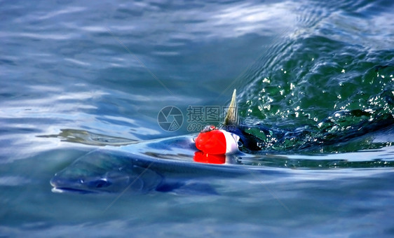银鲑鱼游泳图片