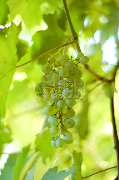 绿葡萄集群种植者农民树叶农场酿酒师藤蔓农业市场饮料食物图片