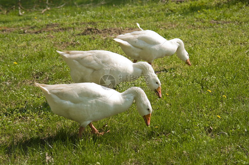 三只白鸭吃草图片