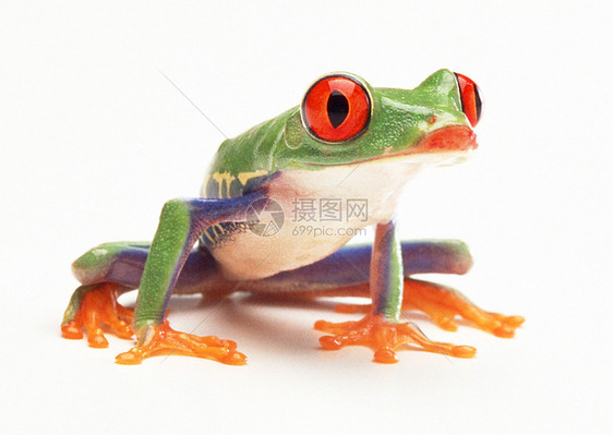 青蛙王子眼睛色调野生动物红眼绿色两栖动物动物白色橙子图片