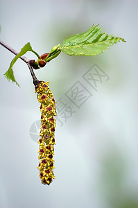 Birch叶花环宏观森林季节性花粉叶子植物阳光分支机构绿色黄色图片