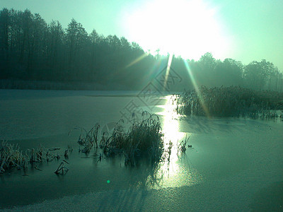 博莱斯蒂湖芦苇白霜太阳树木图片