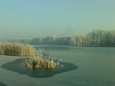 博莱斯蒂湖太阳树木芦苇白霜图片