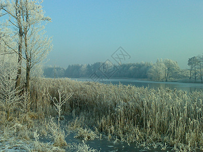 博莱斯蒂湖白霜芦苇树木太阳图片