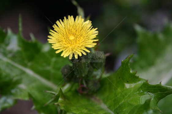 花叶子草地花园野花杂草黄色植物图片