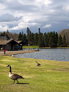 公园里的加拿大鹅图片