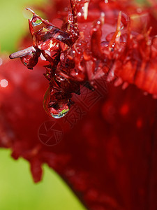 雨滴郁金香植物水滴红色宏观图片