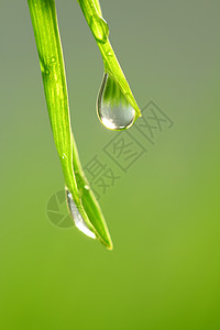 大水滴气候液体阳光草地环境宏观背景反射植物草本植物图片