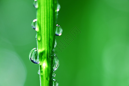 大水滴宏观叶子环境草本植物背景花园草地反射刀刃气候图片