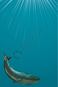 水下鲸鱼气孔野生动物插图迁移飞鼠生活鲸类水平座头鲸海洋图片